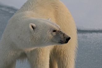 A polar bear standing on ice in the Arctic