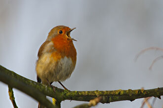 A robin sitting on a tree branch and singing