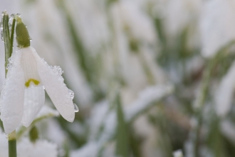 Snowdrops (c) Katrina Martin/2020VISION