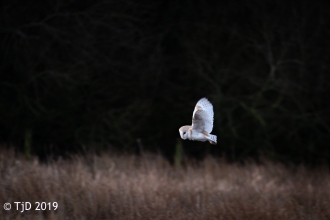 A barn owl hunting over our Heysham Moss nature reserve