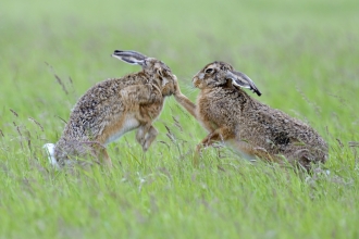 Two hares boxing in a field