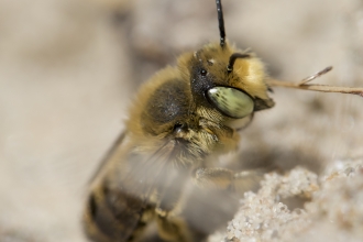 A silvery leafcutter bee climbing up a sandy bank