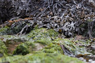 Seaweed on the shore at Half Moon Bay in Heysham