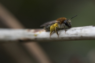 An early mining bee with pollen baskets sitting on a twig