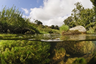 Above and below the surface of a garden pond