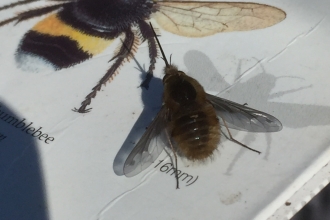 A dark-edged bee-fly resting on a bee ID guide at Seven Acres Nature Reserve