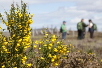 People meeting for a sunny spring walk behind a gorse bush