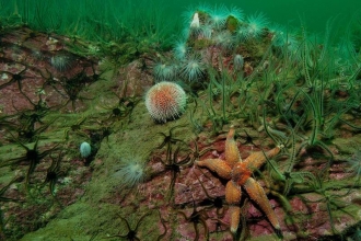 Sea urchins and starfish resting on the bottom of the ocean