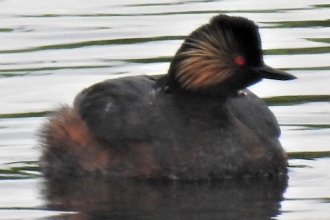Black-necked grebe by David Steel