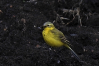 Channel wagtail by Dave Steel