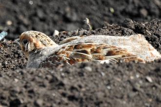 Grey partridge hiding by David Steel