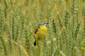 Channel wagtail by Dave Steel
