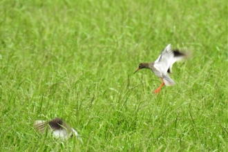 Redshank by David Steel