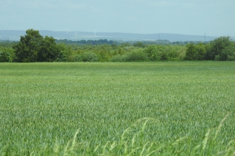 Wheat field Mexican wave