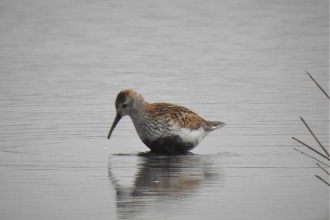 Dunlin on the moss by Dave Steel