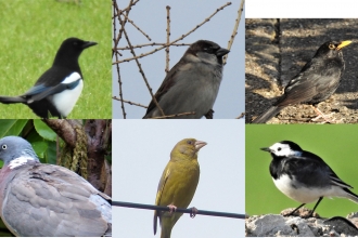 10 birds for 30 Days Wild by Dave Steel