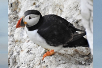 Puffin, swift and curlew by Dave Steel