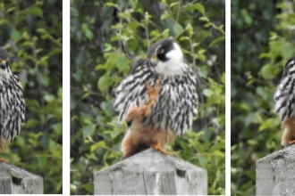 Hobby by David Steel