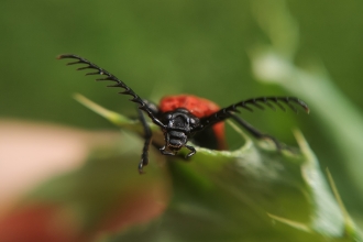 A black-headed cardinal beetle resting on a leaf