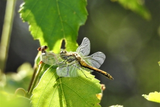 Black darter by Dave Steel