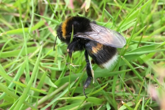 bee forest school