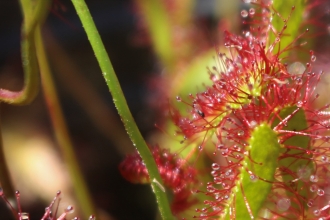 Sundew by Alan Wright