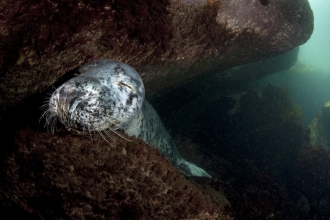 A grey seal resting on rocks underwater
