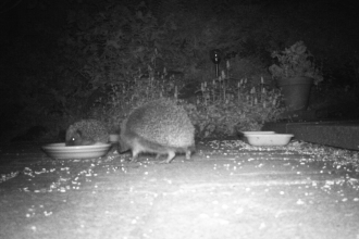 Hedgehogs caught feeding on volunteer David Merry's trail camera