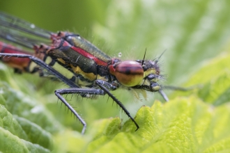 Close-up of a large red damselfly perched on a leaf