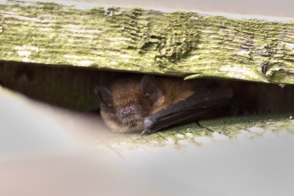 Pipistrelle bat