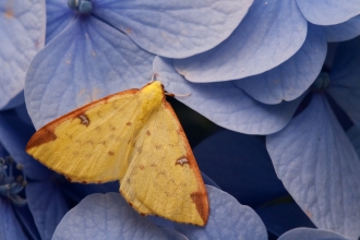 A brimstone moth resting on blue hydrangea flowers