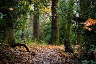 Boilton Wood at Brockholes Nature Reserve in autumn