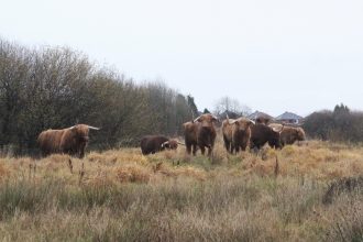 Highland cows in their new home at Bickershaw Country Park