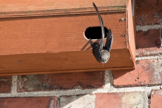 A swift flying out of its wooden nest box