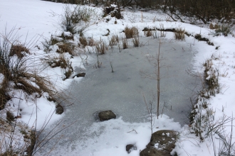 Frozen Garden Pond