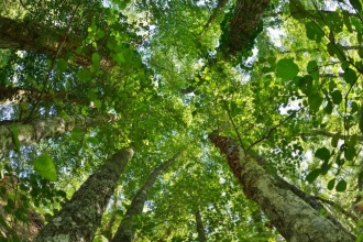 Life of a Tree