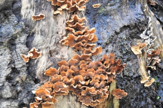 Fungi by Dave Steel