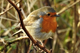 Robin by Dave Steel