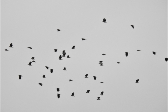 Winter flocks by Dave Steel