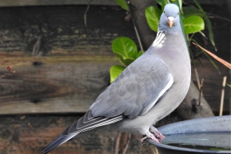 Wood pigeon by Dave Steel