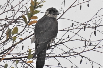 The moss is alive with hawks by Dave Steel