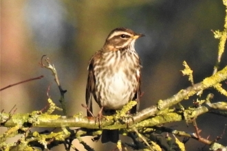 Redwing by Dave Steel