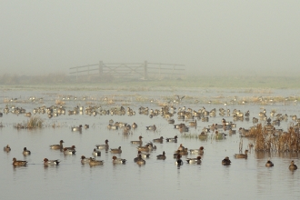 A flock of wigeon ducks on a lake in the mist