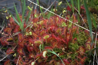Sundew is a carniverous peatland plant that lives on Winmarleigh Moss