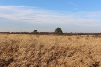 The sun shining on Winmarleigh Moss on a clear winter's day