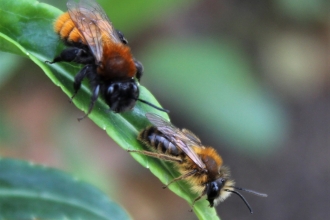 Adrena Fulva