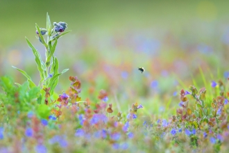 bumblee bee in a meadow