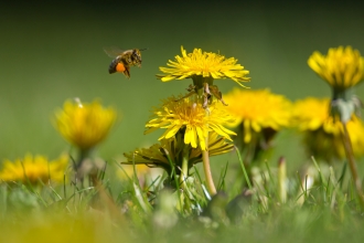 A honeybee with pollen baskets flying towards a dandelion