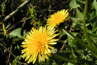 Dandelion