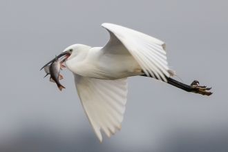 Little Egret with Fish - Lunt Meadows